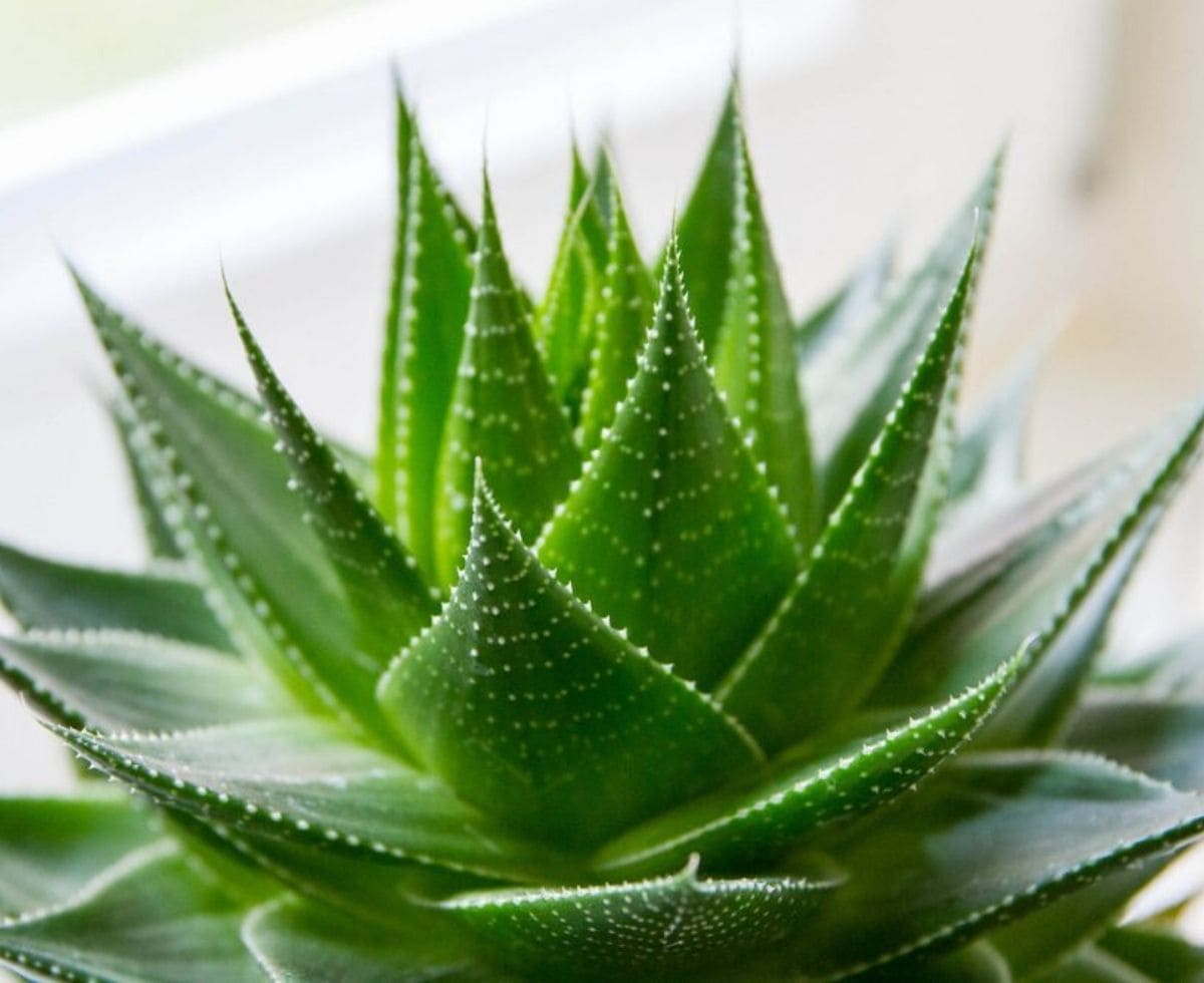 Aloe Ferox Dimagrante